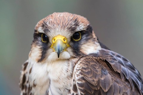 Lanner falcon (Falco biarmicus)