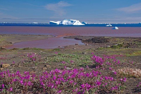 Flowering willow saplings in front of bay with icebergs