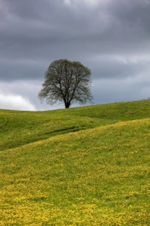 Flowering tree and meadow