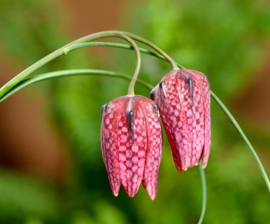 Chess flower (Fritillaria meleagris)