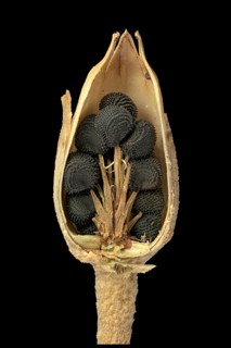 Common corncockle (Agrostemma githago)
