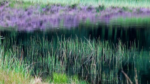 Flowering broom heather in the reflection Vossenkop