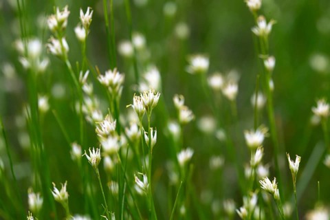 White beak sedge (Rhynchospora alba)