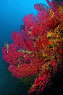 Large fans of colour-changing Violescent sea-whip (Paramuricea clavata) on steep wall filter plankton from current