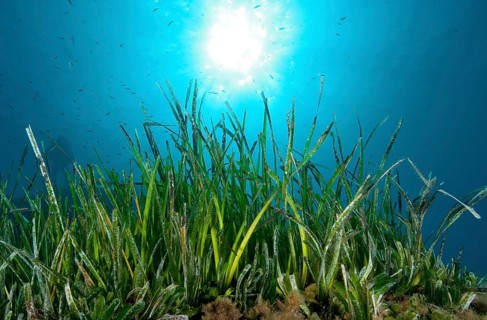 Neptune Grass (Posidonia oceanica)
