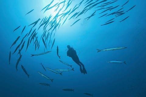 Diver is surrounded by European barracuda (Sphyraena sphyraena)