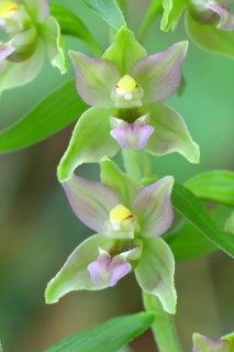 Broad-leaved marsh orchid (Epipactis helleborine) Flowers of an orchid