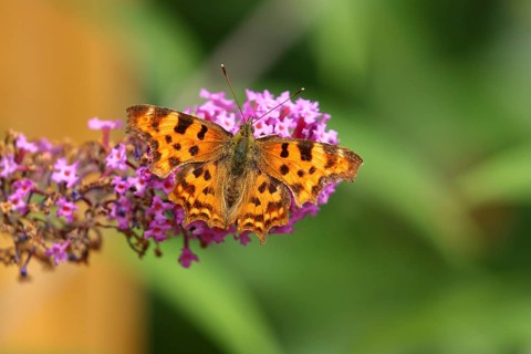 Comma (Polygonia c-album)