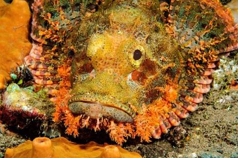 Head and spread pectoral fins of Bearded Scorpionfish (Scorpaena barbatus)