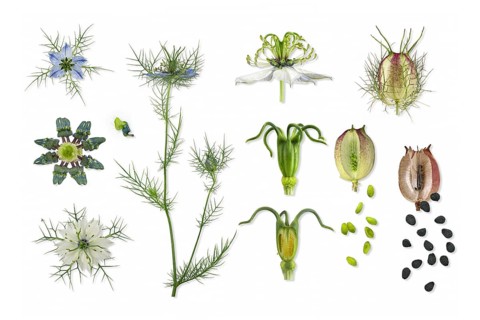 Love in a mist (Nigella damascena)