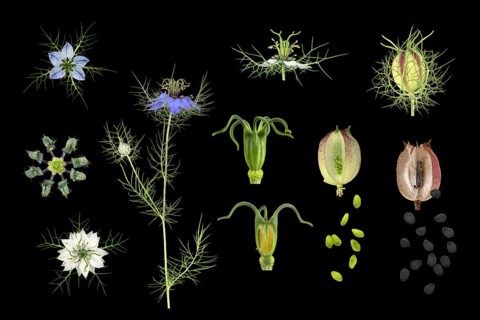 Love in a mist (Nigella damascena)