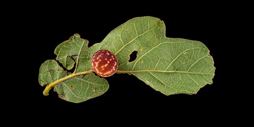 Striped oak gall wasp (Cynips longiventris)