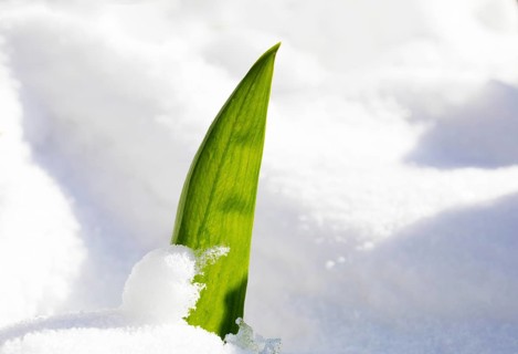 Ramsons (Allium ursinum)
