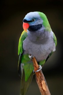 Lord Derby's parakeet (Psittacula derbiana)
