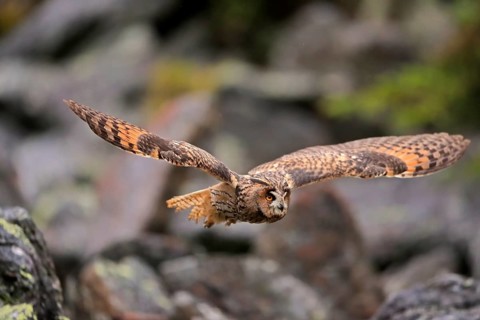 Long-eared owl (Asio otus)