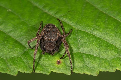 Walnut orb weaver spider (Nuctenea umbratica) on a leaf