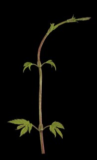 Common hop (Humulus lupulus)