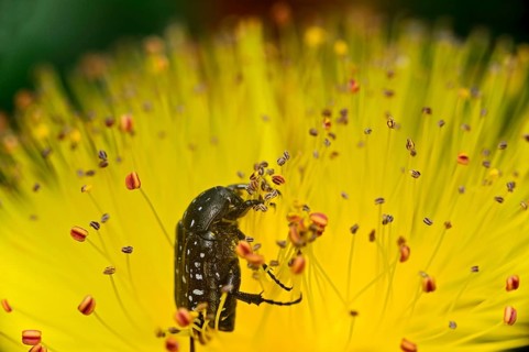 White spotted rose beetle (Oxythyrea funesta) in a St. John's wort flower