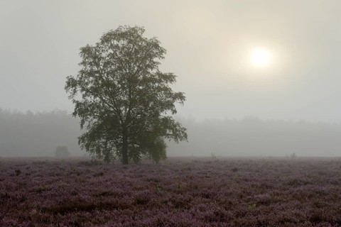 Heathland