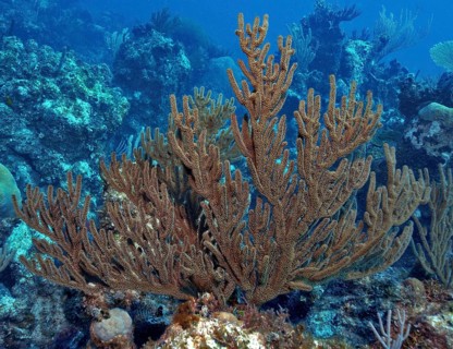 Gorgonian
