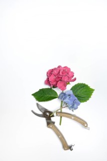 Garden hydrangea