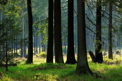 Typical spruce forest in the light of the evening sun