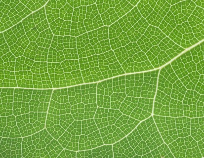 Sulphur coloured barrenwort (Epimedium x versicolor Sulphureum)