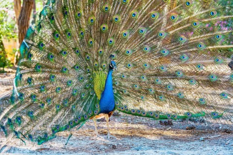 Indian peafowl (Pavo cristatus) beats wheel