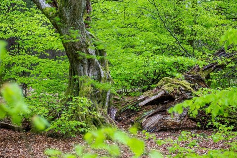 Hornbeam in the primeval forest Sababurg