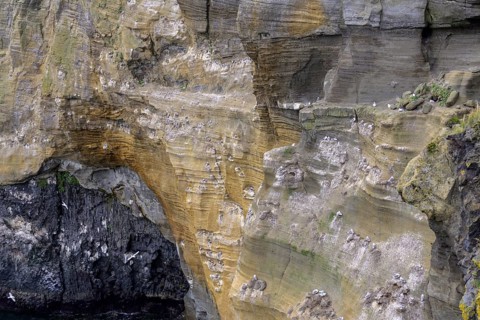 Breeding birds in the cliffs of Londrangar