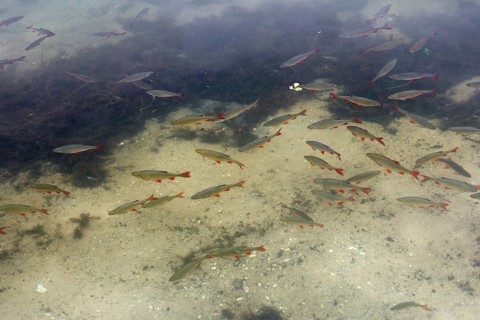 Shoal of Common rudd (Scardinius erythrophthalmus) in shallow water