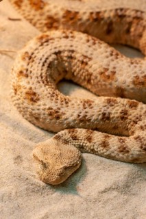 Saharan horned viper (Cerastes cerastes)