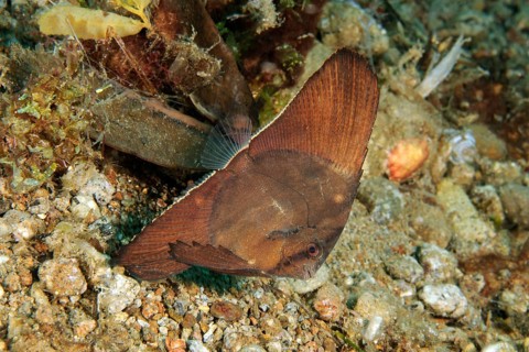 Juvenile form of roundhead batfish (Platax orbicularis) drifting over seabed