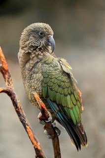 Kea (Nestor notabilis)
