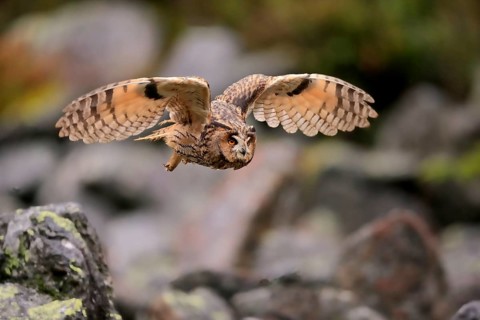 Long-eared owl (Asio otus)