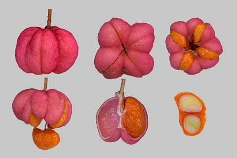 European spindle (Euonymus europaeus)