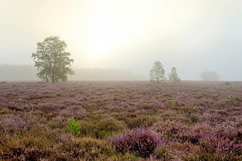 Heathland