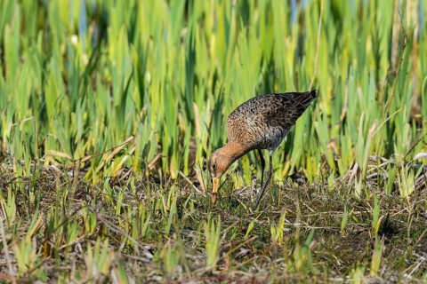 Black-tailed godwit (Limosa limosa) male
