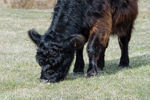 Galloway cattle