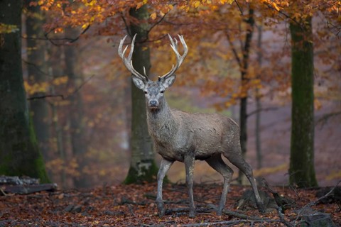 Red deer (Cervus elaphus)