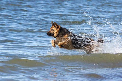 German Shepherd Dog