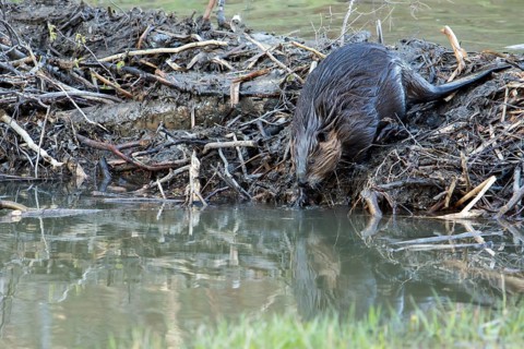 Canadian beaver