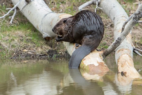 Canadian beaver