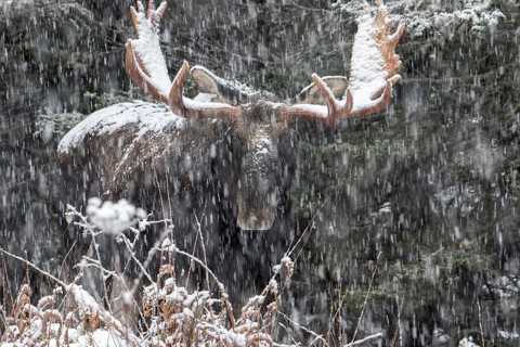 Elk