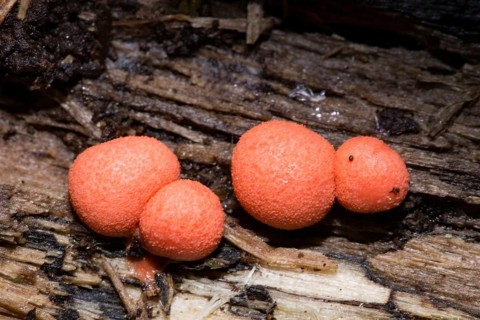 Wolf's milk (Lycogala epidendrum)