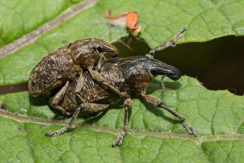 Sluggish weevil (Cleonis pigra)