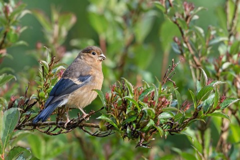 Eurasian bullfinch (Pyrrhula pyrrhula) Jungvogel