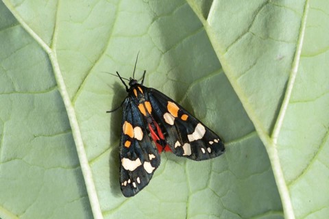 Scarlet tiger moth (Callimorpha dominula) Spanish flag