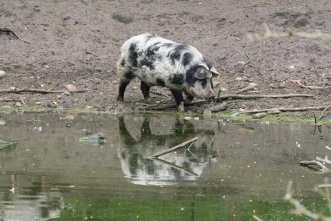 Turopolje-Domestic Pig (Sus scrofa domesticus)
