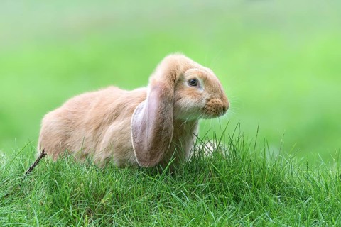 Meissen Lop